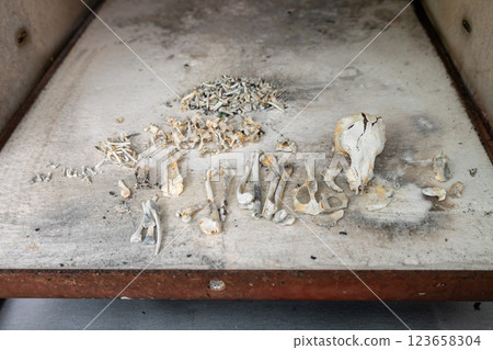 狗狗葬禮：愛犬的遺體 123658304