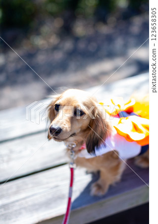 Kaninchen Dachshund playing in the park 123658305