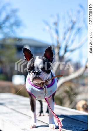 我的狗狗波士頓梗在公園玩耍 我的狗狗波士頓梗在公園玩耍 123658310