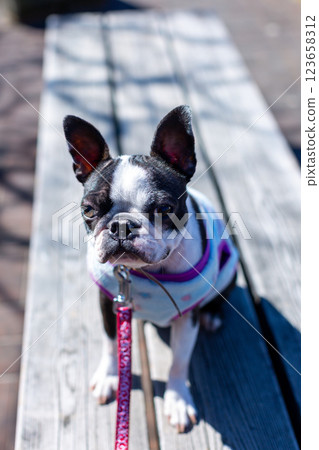 Boston Terrier, my beloved dog, playing in the park 123658312