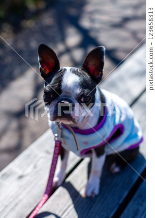 Boston Terrier, my beloved dog, playing in the park 123658313