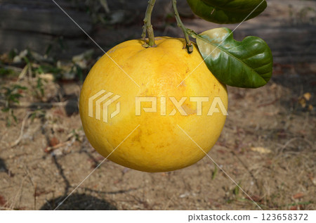 Pomelo (Tosa Buntan) fruit 123658372