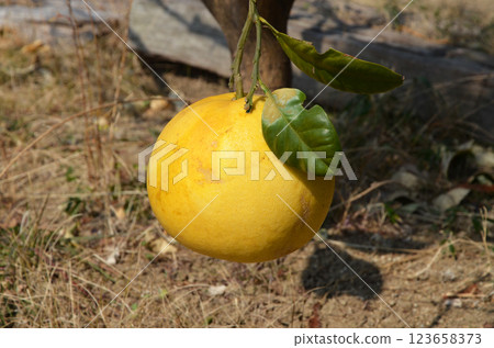 Pomelo (Tosa Buntan) fruit 123658373