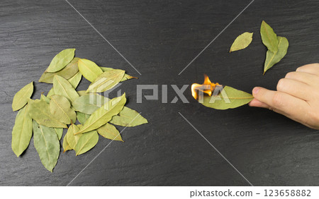Dry Bay Leaves, Laurel Leaf, Natural Spicy Bayleaf, Fragrant Ingredient, Aromatic Spice 123658882