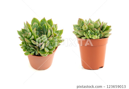 Graptopetalum, leatherpetal succulent isolated, pentandrum superbum office table plant Graptopetalum, leatherpetal succulent isolated, pentandrum superbum office table plant 123659013
