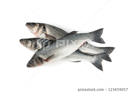 European seabass or Dicentrarchus labrax, whole raw labrax, branzino fish, European bass European seabass or Dicentrarchus labrax, whole raw labrax, branzino fish, European bass 123659057
