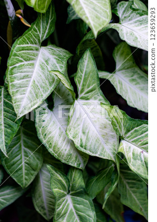 Leaves in a tropical forest with natural light in tropical Asia, rainforest. 123659293