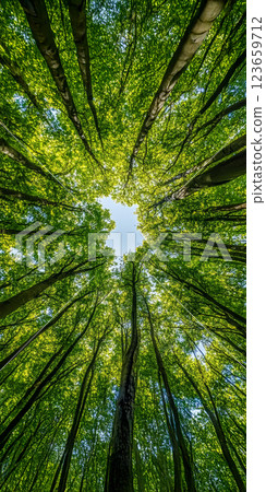 Looking up at vibrant green forest canopy with tall trees and sunlight filtering through leaves, creating serene atmosphere 123659712
