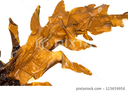 Laminaria (Kelp) Seaweed Isolated on White Background.Fresh seaweed wakame 123659958