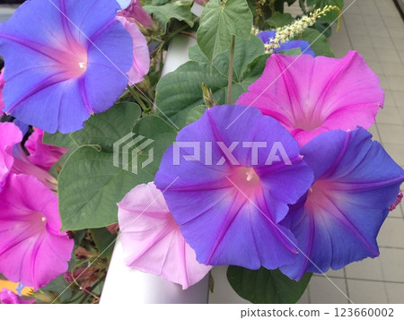 秋天的牽牛花 123660002