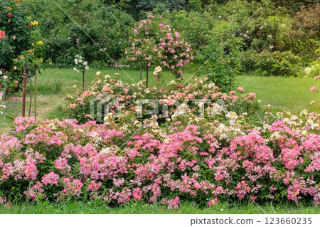 Rose flowers in Cottage garden. Flowers garden in park. English garden with colorful roses. Sunny. Rose flowers in Cottage garden. Flowers garden in park. English garden with colorful roses. Sunny. 123660235
