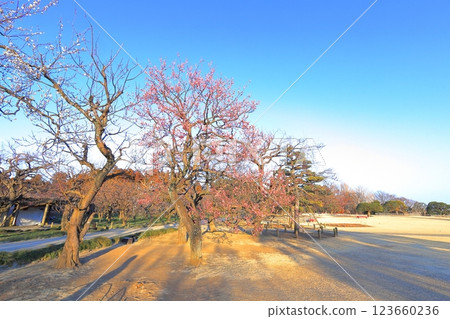偕樂園的梅花 / 茨城縣水戶市 123660236