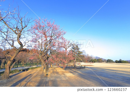 偕樂園的梅花 / 茨城縣水戶市 123660237