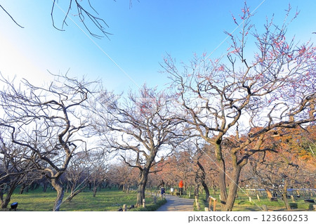 偕樂園梅花節 / 茨城縣水戶市 123660253