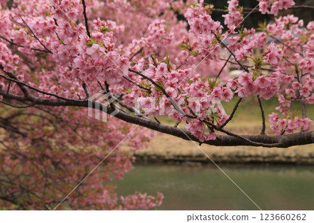 Cherry blossoms in full bloom in the south Cherry blossoms in full bloom in the south 123660262