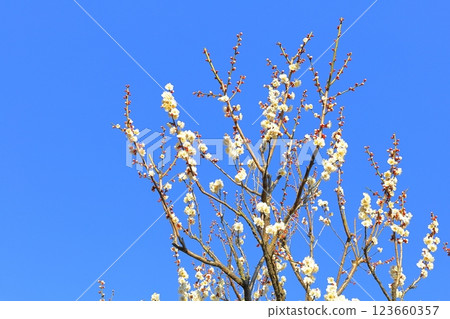 Kairakuen Plum Festival/Mito City, Ibaraki Prefecture Kairakuen Plum Festival/Mito City, Ibaraki Prefecture 123660357