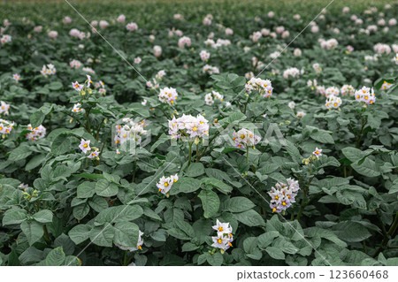 Potato flowers in a blooming potato field in summer Potato flowers in a blooming potato field in summer 123660468