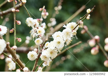 Beautiful white plum blossoms 123660942