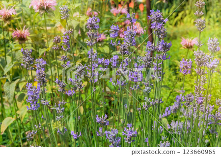 Lavandula grows in meadow in sunny day. Purple blooming flower. Lavandula cultivated for oil production. Cottage garden. 123660965