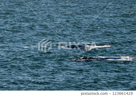 Two whales swimming in ocean 123661429