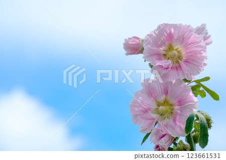 在藍天上閃耀的蜀葵花 在藍天上閃耀的蜀葵花 123661531