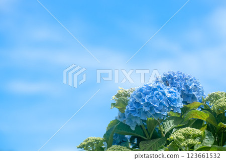 Blue sky and blue hydrangea 123661532
