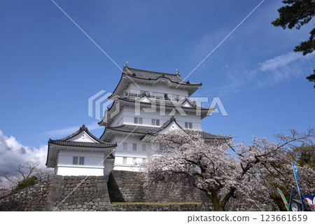 小田原城堡櫻花 123661659