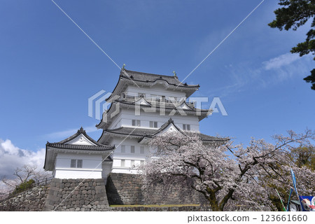 小田原城堡櫻花 123661660