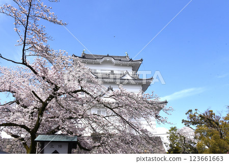 Odawara Castle Cherry Blossoms Odawara Castle Cherry Blossoms 123661663
