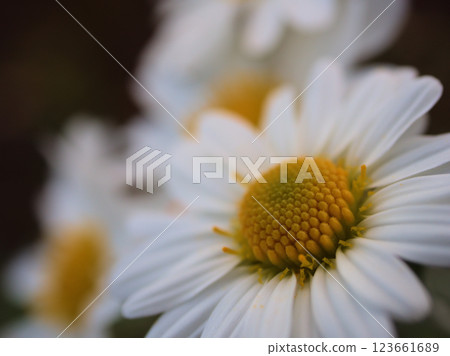 11 月盛開的美麗白色薩摩雛菊（薩摩野雛菊） 123661689