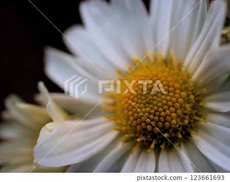 11 月盛開的美麗白色薩摩雛菊（薩摩野雛菊） 123661693