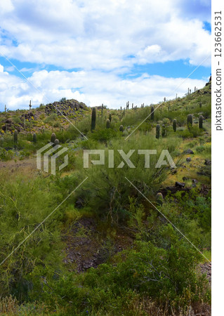 Sonora Desert Arizona Picacho Peak State Park 123662531