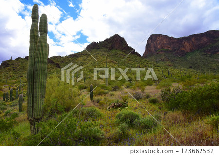 Sonora Desert Arizona Picacho Peak State Park Sonora Desert Arizona Picacho Peak State Park 123662532