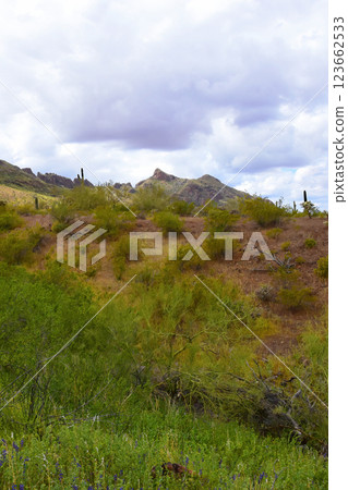 Sonora Desert Arizona Picacho Peak State Park 123662533
