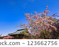 Sakura in full bloom that shines in the blue sky of spring 123662756