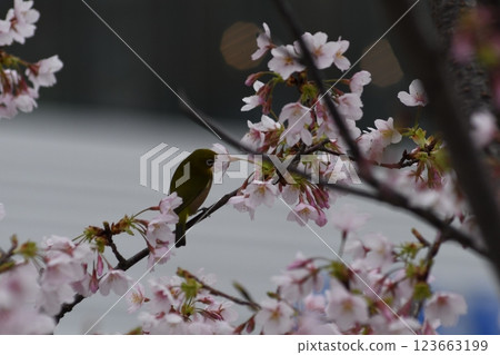 Tamanawa Cherry Blossoms, Ofuna, Sunaoshi River, Daito Bridge 123663199