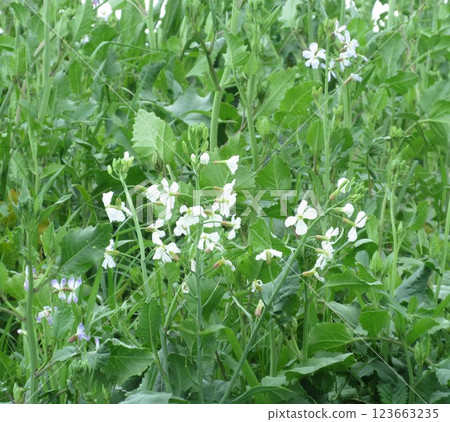 Wild radish flowers blooming on the river bank 123663235