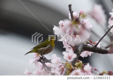 Tamanawa Cherry Blossoms, Ofuna, Sunaoshi River, Daito Bridge 123663315