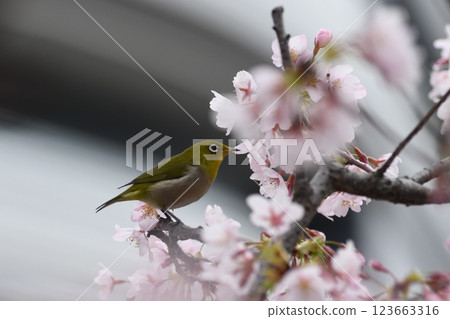Tamanawa Cherry Blossoms, Ofuna, Sunaoshi River, Daito Bridge 123663316