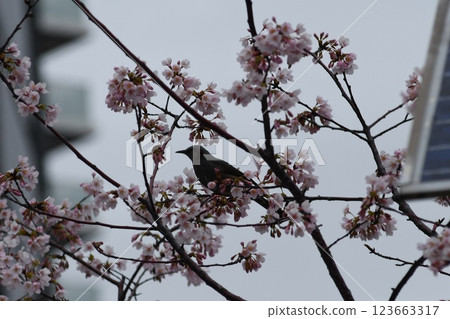 Tamanawa Cherry Blossoms, Ofuna, Sunaoshi River, Daito Bridge 123663317