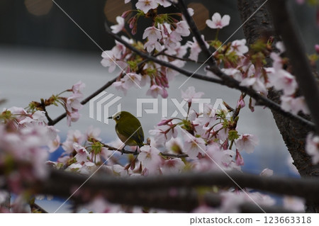 Tamanawa Cherry Blossoms, Ofuna, Sunaoshi River, Daito Bridge 123663318