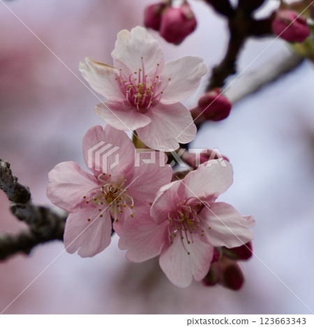 Cherry blossoms herald the arrival of spring. Close-up Cherry blossoms herald the arrival of spring. Close-up 123663343
