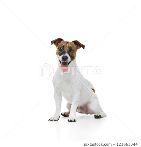 Happy, smart dog, adorable Jack Russell Terrier sitting, smiling with tongue sticking out and winking isolated on white studio background Happy, smart dog, adorable Jack Russell Terrier sitting, smiling with tongue sticking out and winking isolated on white studio background 123663344