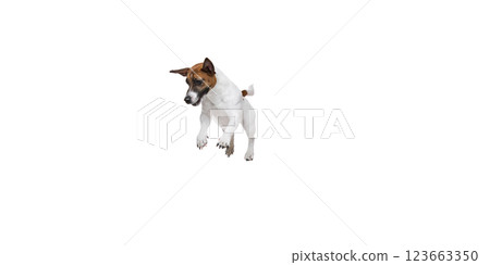 Playful active dog, purebred Jack Russel Terrier in motion, jumping, playing against white studio background Playful active dog, purebred Jack Russel Terrier in motion, jumping, playing against white studio background 123663350