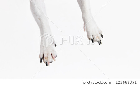 Close-up of white, furry paws of dog with dark claws against white studio background Close-up of white, furry paws of dog with dark claws against white studio background 123663351