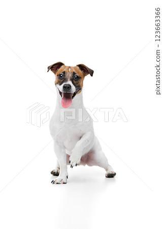 Happy, joyful, curious dog, Jack Russell Terrier sitting with paw raised and tongue sticking out against white studio background 123663366