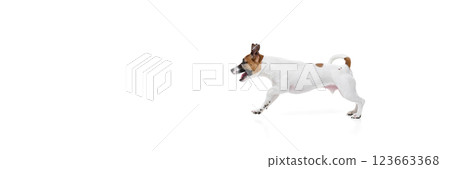 Dynamic image of playful and curious dog, Jack Russel Terrier in motion, joyfully running against white studio background Dynamic image of playful and curious dog, Jack Russel Terrier in motion, joyfully running against white studio background 123663368