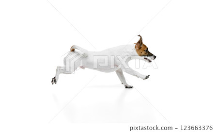 Side view dynamic image of active and curious pet, Jack Russell Terrier in motion, running against white studio background 123663376