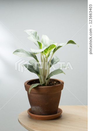 Aglaonema commutatum or Silver Queen. 123663403