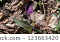 Temporary flowers 123663420